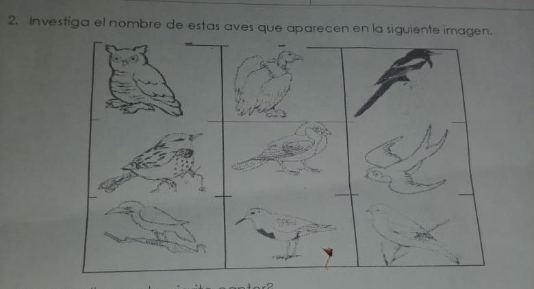 HeliodoroBernal's tweet photo. Hoy voy a acudir a esta app porque la tarea de mi hija se trata de aves o pajarillos, solo reconozco al búho,al buitre y golondrina Sin color, Algún experto en aves que resuelva el resto? #Tarea3°gradoprimaria @avesibericas @AvesArgentinas @pajareo1 https://t.co/UwbdpuP8mh