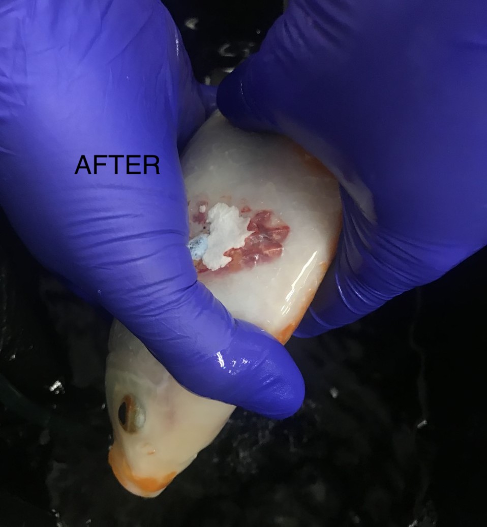 ConejoVet's tweet photo. This fish was brought in to have a growth removed by Dr. Lavie. We enjoy being able to treat fish of all sizes here at our hospital. For more information on how fish surgeries are performed visit our Facebook page! #fishsurgery #exoticvet #fish #conejovet #petcare https://t.co/TFUesjFNmy
