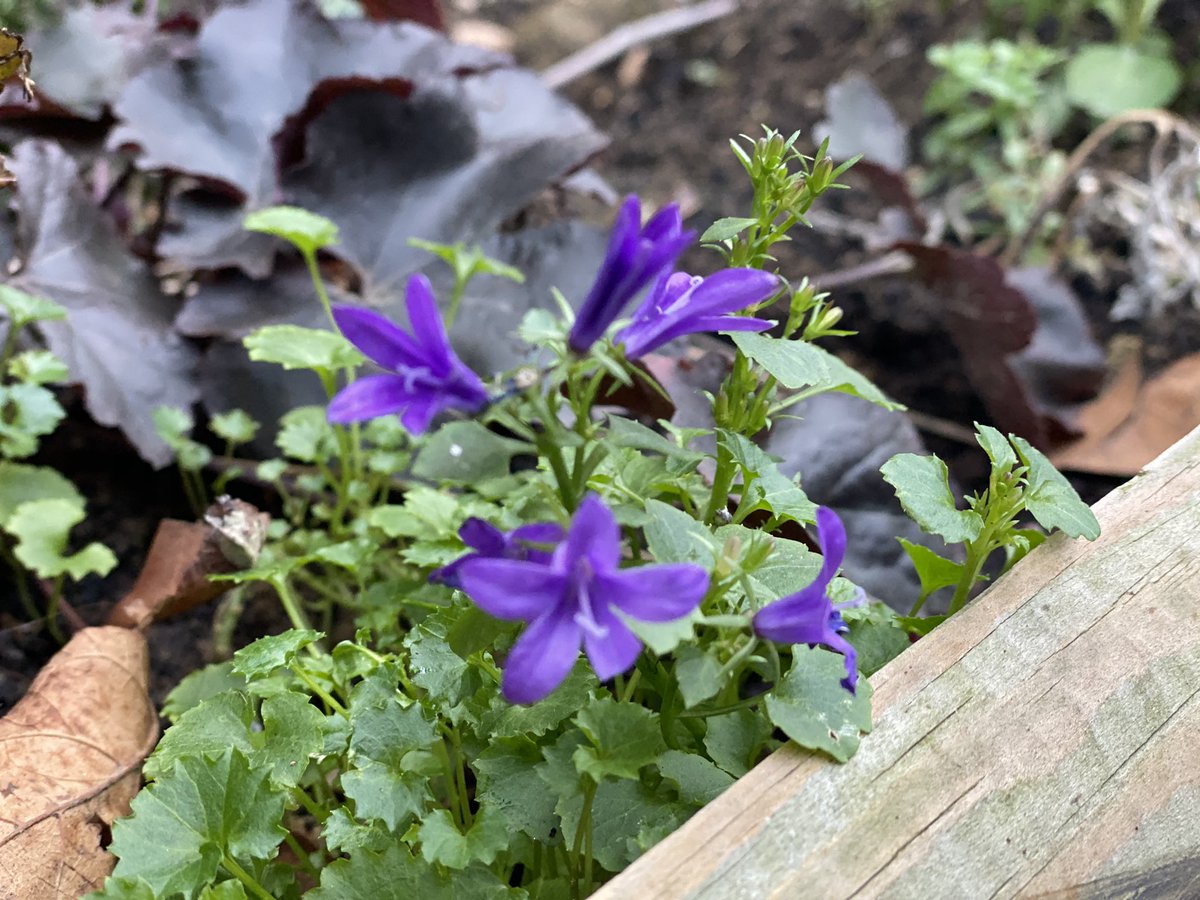 GazzolaFleur's tweet photo. #Permisdevégétaliser :
Merci à nos #voisins d’#Auteuil qui prennent le temps de fleurir et entretenir ces petits bouts de #jardin pour notre plus grand plaisir. #Jaimemonquartier #Jaimemon16 #Plantes #Jardinage https://t.co/5d6imQwgaO https://t.co/Ji7lm2RsSn