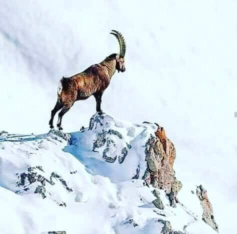 Babar_Sanjrani's tweet photo. Balochistan and Snow Look at that what a Wonderful Pictures..
#snowfallQuetta
@Pakistaninpics
@Tourism_In_PK
@PakistanNature
@balochparadise
@BeautyPakistani https://t.co/qaZVrR57Qd