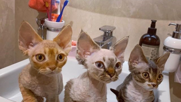 videoscats2's tweet image. Devon Rex Cat Photos And Videos
videoscats.com/devon-rex-cat-…
#devonrexcats #happykitty #prettycat
#kitten #devonrex #devonrexaustralia #devonrexkittens #devonrexlover #devonrexofinstagram #devonrexcat #devonrexrules #catsofinstagram #catsoftheworld #catsagram #catsofaustralia