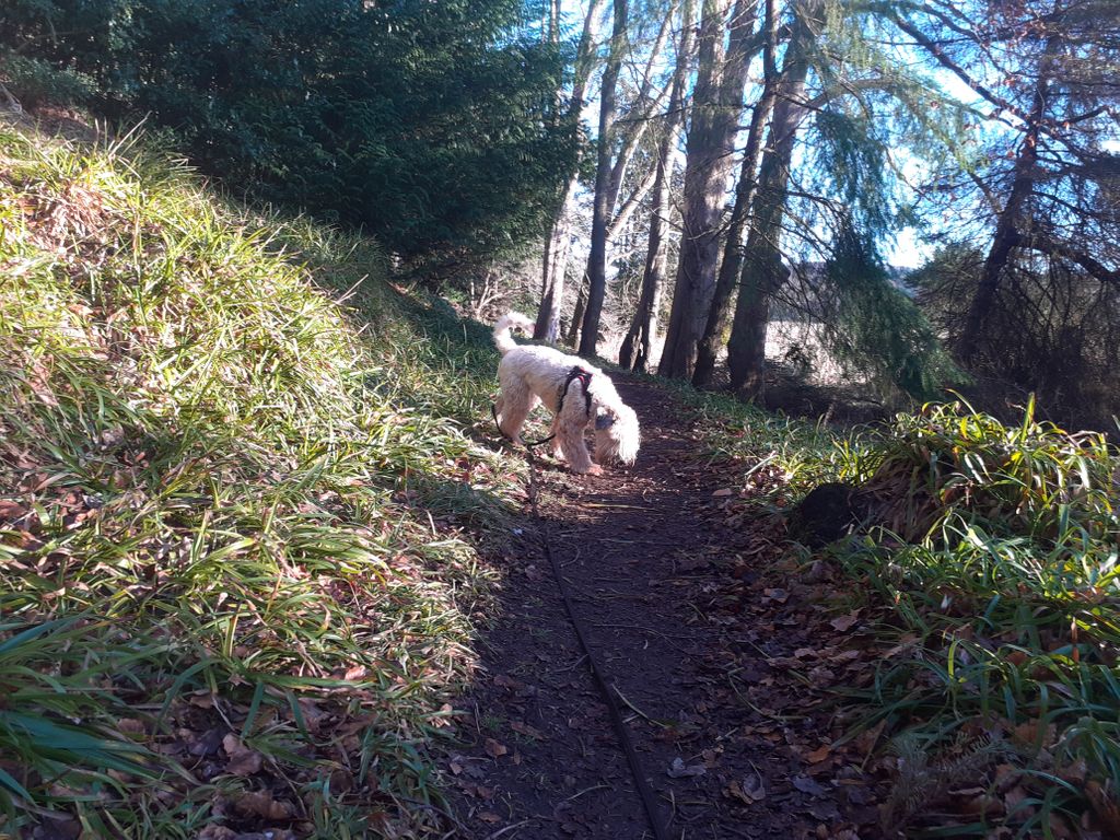 Dog Days Dog Walking Services. Est. 2008. tweet media