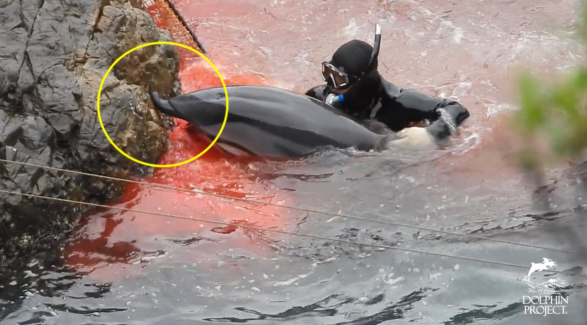 "It’s hard to write the words to adequately convey what was witnessed today...One mammal appears to have suffered grievous injuries to its upper (and possibly lower) jaw, bleeding profusely as a diver roughly pulls it off the rocks to its slaughter."
READ: bit.ly/35QgXCN