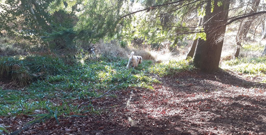Dog Days Dog Walking Services. Est. 2008. tweet media