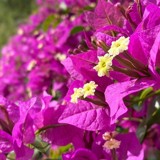 Steven_Sobel's tweet photo. Azaleas in bloom on a hot, humid, January  day in @winterparkfla. Cell phone cameras have always been strong platforms for “macro” photography, but this looks better than I think I would have gotten with the D750 and 105 macro! #iphone11 #iphonography #m… https://t.co/GDBDHjR7tX https://t.co/Vuey88Tarh