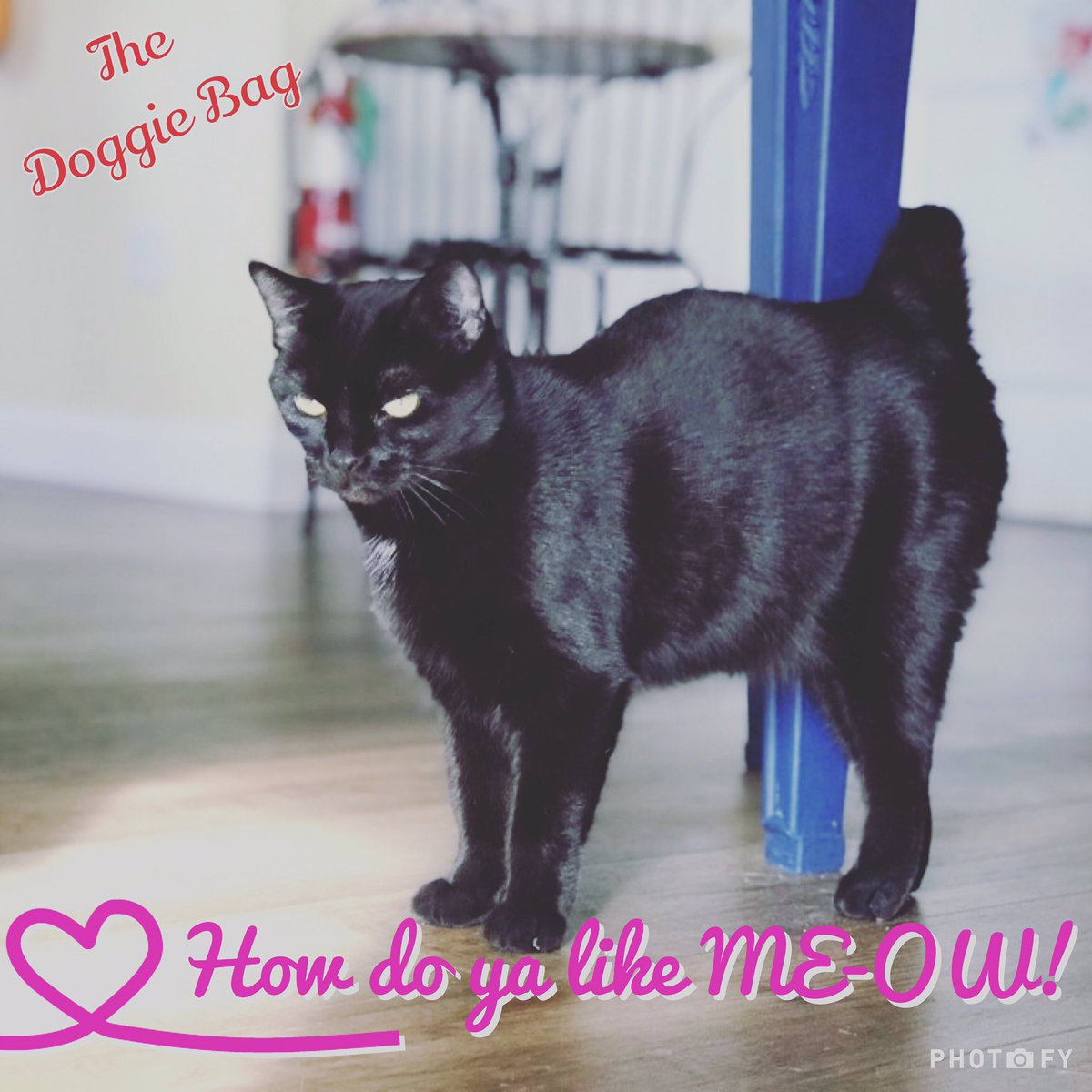 thedoggiebag's tweet photo. We donβt just like you...we Love you Karma!π»
#karma #goodkarma #karmathecat #blackcat #blackcats #blackcatsrule #love #thedoggiebag #petboutique #lakelandflorida #lakelandfl #catsoflakeland https://t.co/iL0aDchURf