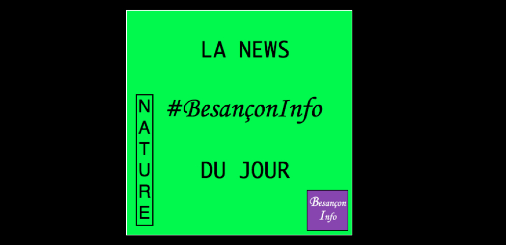BesanconInfo's tweet photo. #Besanconinfo #Besançon Jugés dangereux, 6 #arbres de Micaud (1 érable de Colchide, 1 tulipier de Virginie, 1 tilleul argenté, 3 charmes) et 1 sophora du Japon de Chamars seront abattus mardi... mais très vite remplacés par d'autres sujets #nature #jardinpublic #espacesverts https://t.co/mr3gH6a4JO