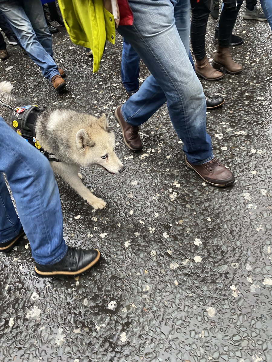orpheusfound's tweet photo. As per usual I managed to escape being snapped on the march. And as usual Freyja was the focus of the pupperazi 😁

[Picture credit @joo7zy]

#indydogs https://t.co/LIsuu9tUcY https://t.co/uDMqVGpFQx