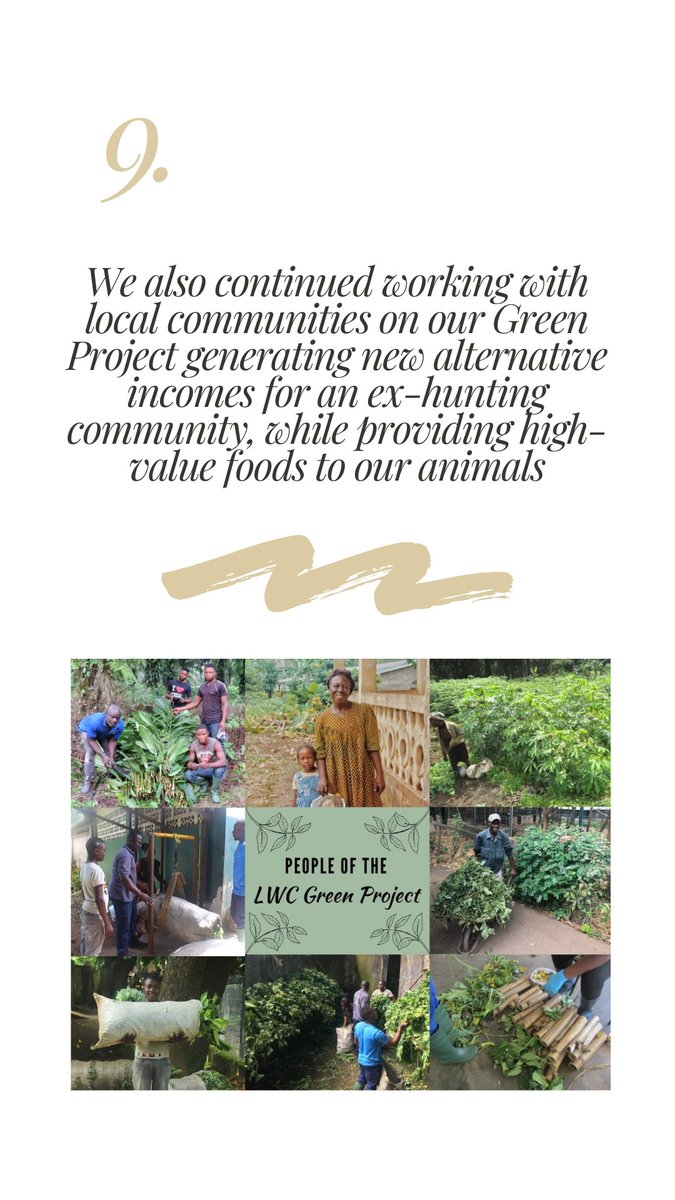 LimbeWildlife's tweet photo. 9. We continued our #GreenProject with the Batoke community, which is a long-term #communitybasedproject that generates new alternative incomes for an ex-hunting community, while providing high-value foods to our animals. https://t.co/qFNHIKlS1v