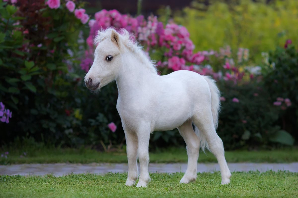 NotJust4Pets's tweet photo. #Cute or #Not?
#Equine Shop Now! https://t.co/nfGnZ88cjk https://t.co/zNuk1u1NhX