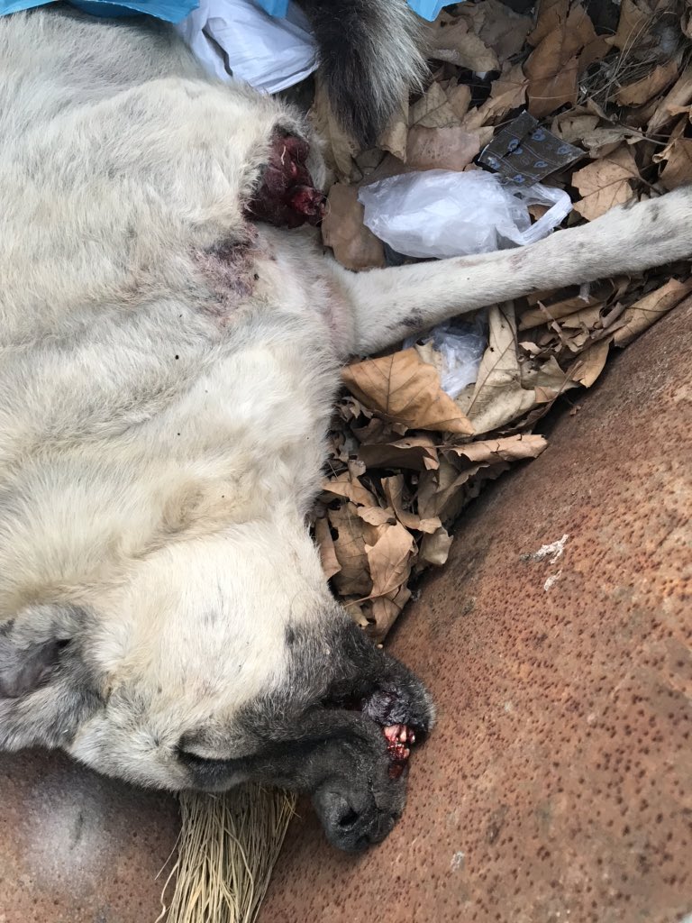 sasmanisa's tweet photo. Gönderi Hassas içeriklidir! Ceset doludur!! Burası manisa eski çöplük!Çok canın yandı mı ? Bacağın nasıl koptu ? Ağzındaki o kanda neyin nesi ? Ya siz diğer melekler?boğazım düğümleniyor , yüreğim kaldırmıyor artık.çaresizlik ... umarım acılarınız dinmiştir meleklerim https://t.co/zGF3wTjPBZ