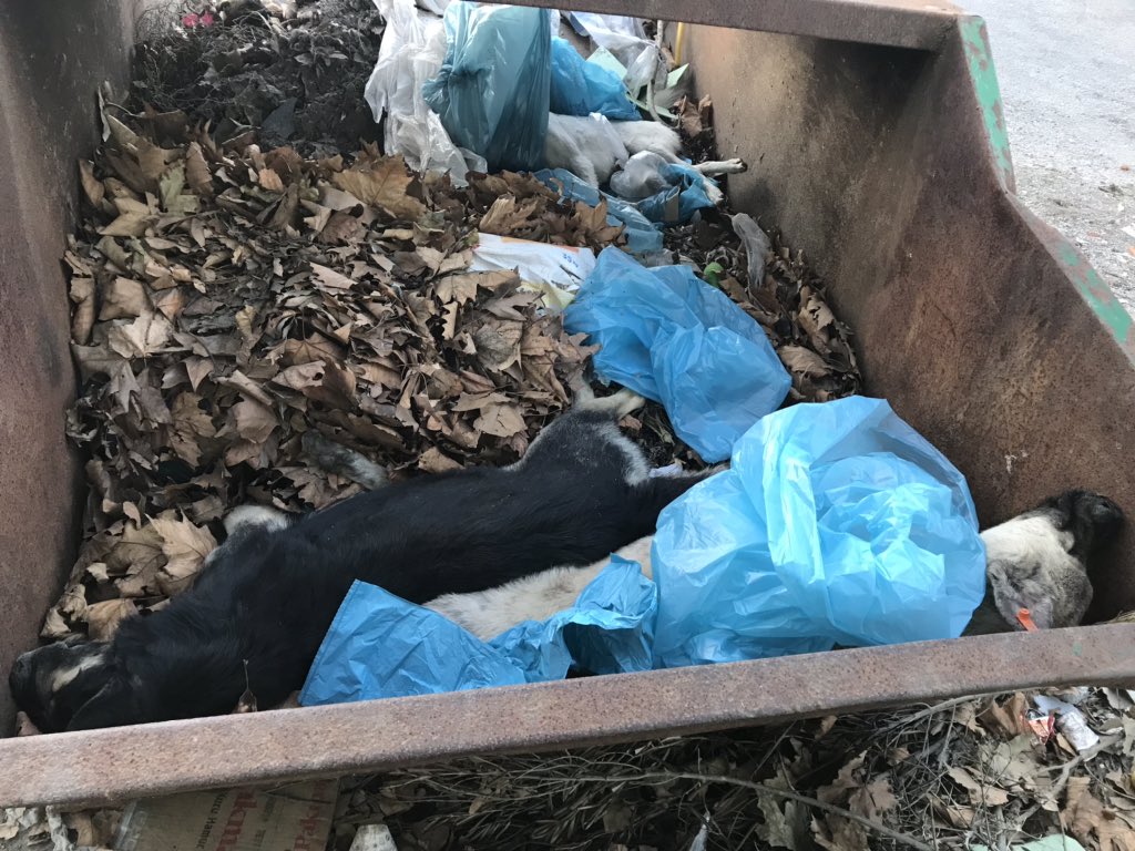 sasmanisa's tweet photo. Gönderi Hassas içeriklidir! Ceset doludur!! Burası manisa eski çöplük!Çok canın yandı mı ? Bacağın nasıl koptu ? Ağzındaki o kanda neyin nesi ? Ya siz diğer melekler?boğazım düğümleniyor , yüreğim kaldırmıyor artık.çaresizlik ... umarım acılarınız dinmiştir meleklerim https://t.co/zGF3wTjPBZ