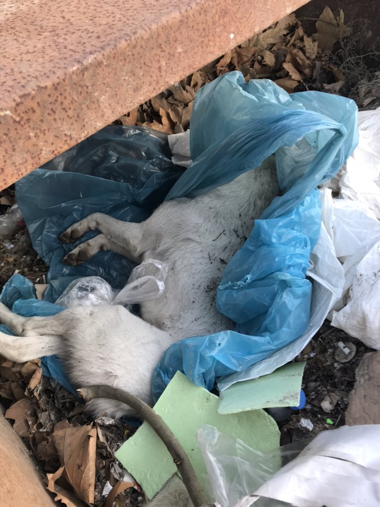 sasmanisa's tweet photo. Gönderi Hassas içeriklidir! Ceset doludur!! Burası manisa eski çöplük!Çok canın yandı mı ? Bacağın nasıl koptu ? Ağzındaki o kanda neyin nesi ? Ya siz diğer melekler?boğazım düğümleniyor , yüreğim kaldırmıyor artık.çaresizlik ... umarım acılarınız dinmiştir meleklerim https://t.co/zGF3wTjPBZ