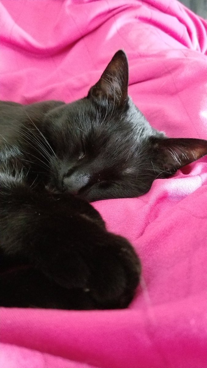 vintagepix's tweet photo. Me: I really need to get off the couch now!

Ninja @yourevilcats: https://t.co/0vUGv3gIKP