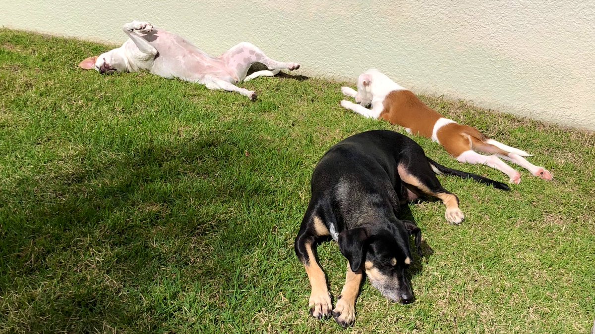 Cara1Allen's tweet photo. Sunning Sunday ☀️🐶🐺🐶 #ilikebigmuttsandicannotlie https://t.co/dTVxobKjIm