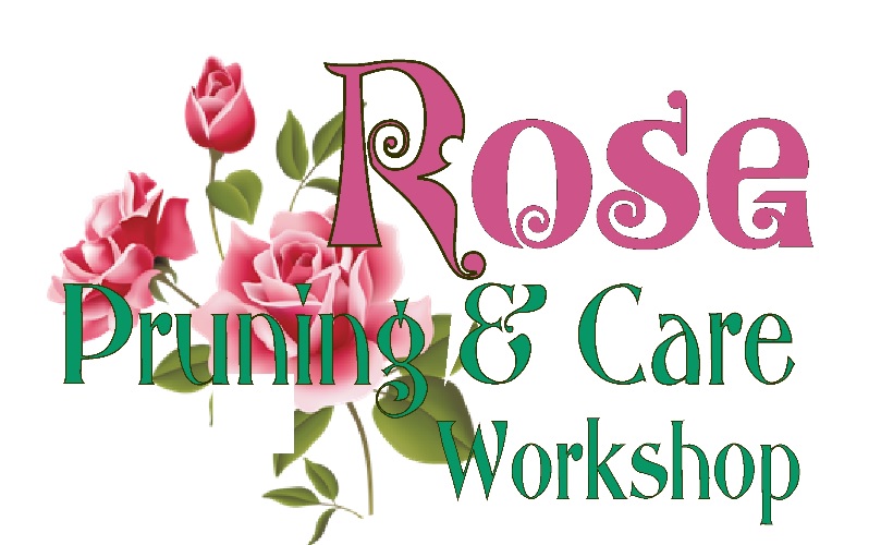 1/18: YC Master Gardeners host free workshop from 10-11:30am. They'll provide info about winter care of roses and other ornamental plants, demonstrate pruning techniques, tips on garden management &amp; dormant integrated pest management. ucanr.edu/sites/YCMG/fil…