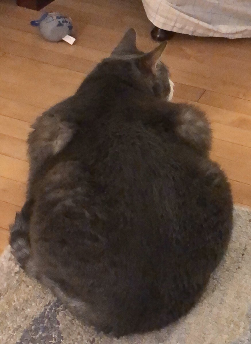 msduh's tweet photo. My enemy is a chonk cat named Larry who is sometimes nice to me but most times leaves my hand looking like I just stuck it in a woodchipper. https://t.co/rN0QQe3V8l
