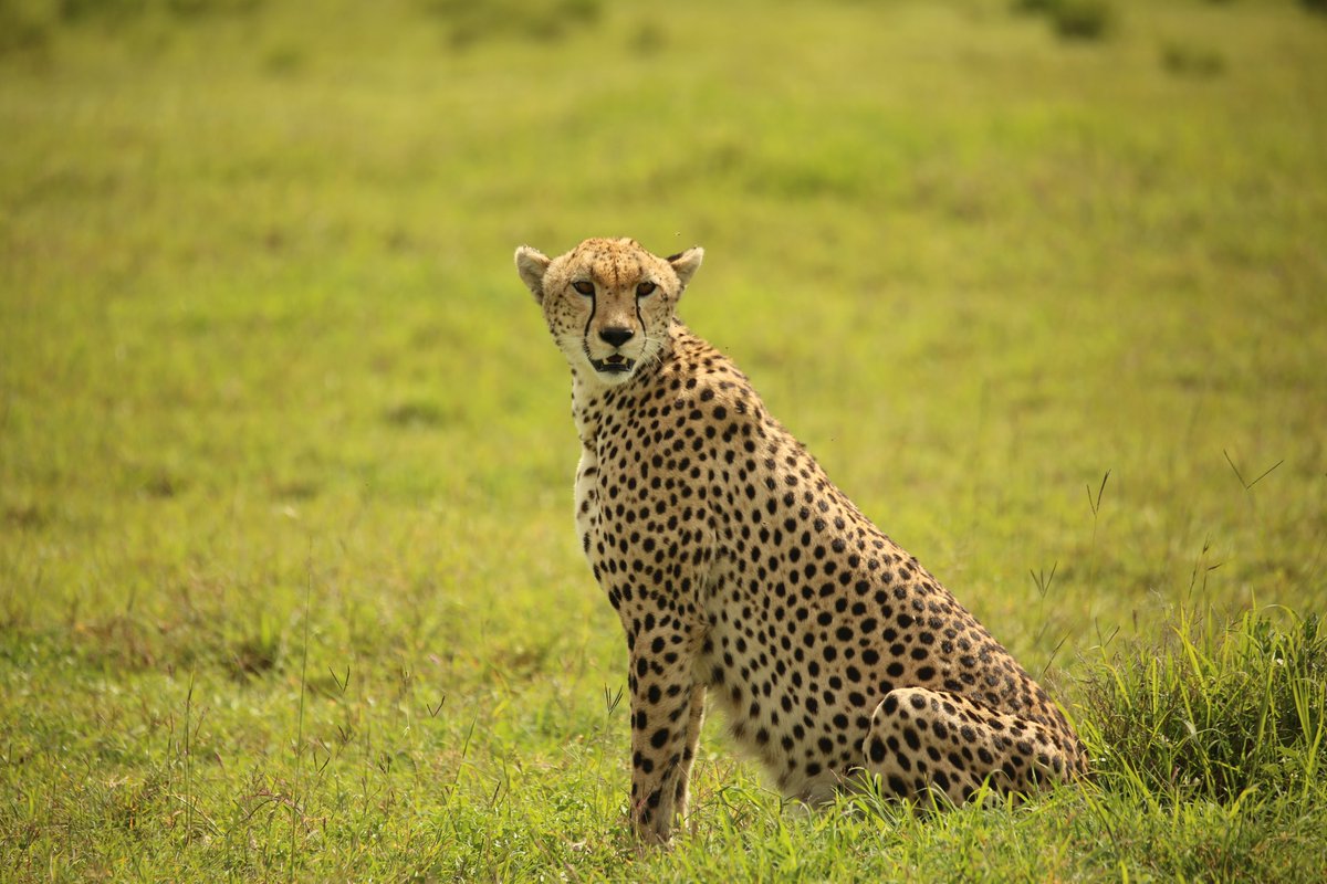 SerengetiCheeta's tweet photo. #Caorunn, a five year old cheetah who is a daughter to #Pimms who's born to #Amaretto, was found across #Gol plains recently!
#serengeticheetahs #spottycats #liquorfamily #cheetahswemonitor #endlessplains
@SarahMDurant @SerengetiCheeta @WCSTanzania @ZSLconservation @OfficialZSL https://t.co/dSX536LJCo