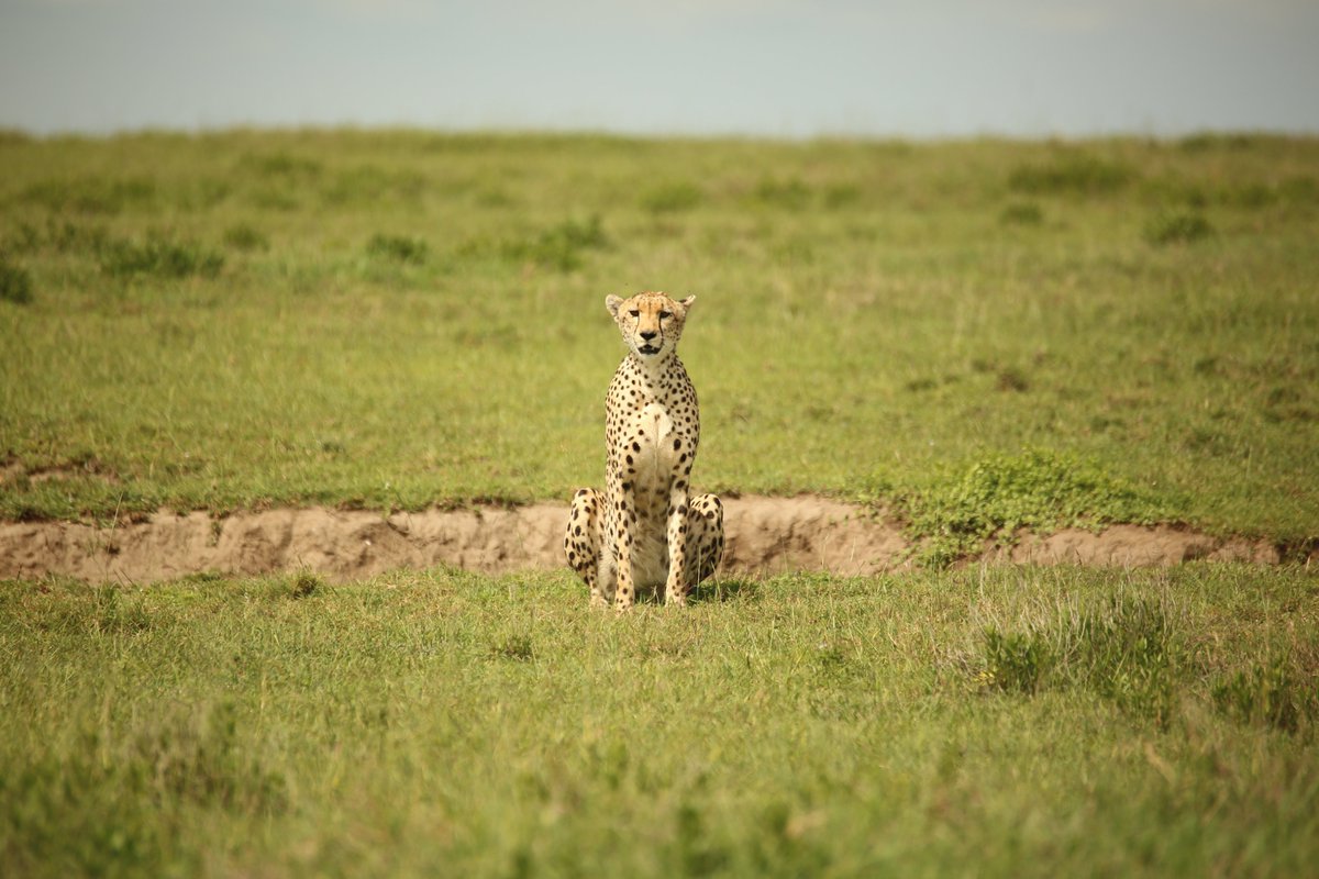 SerengetiCheeta's tweet photo. #Caorunn, a five year old cheetah who is a daughter to #Pimms who's born to #Amaretto, was found across #Gol plains recently!
#serengeticheetahs #spottycats #liquorfamily #cheetahswemonitor #endlessplains
@SarahMDurant @SerengetiCheeta @WCSTanzania @ZSLconservation @OfficialZSL https://t.co/dSX536LJCo