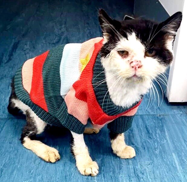 catgirl321's tweet photo. Please keep up MASSES #pawpurrayers &amp; #healingpurrs (helping hugely) for @StrayCatsWM #superwarrior Maximus, who’s getting stronger every day💜 Help keep him on track &amp; get him really well🙏🏻🐾 LOTS extra purrs for his utterly devoted care team FAMILY❤️ #weeti #pawcircle #MAXIMUS https://t.co/26kHzxJ0Ib