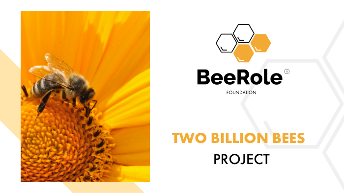 role_bee's tweet image. Do you want to help save the plant? 

Then visit BeeRole.Com to learn more about how you can help keep food production alive and help small businesses!

1/3 of all food is made thanks to bees.

#bee #food #honey #nature #bees #agriculture #foodsupply #
