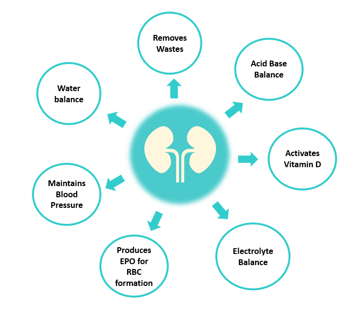 KidneyZone's tweet photo. Kidney Replacement Therapy – The Basics https://t.co/PHIGcIgXrC https://t.co/6wzVRxQaM7