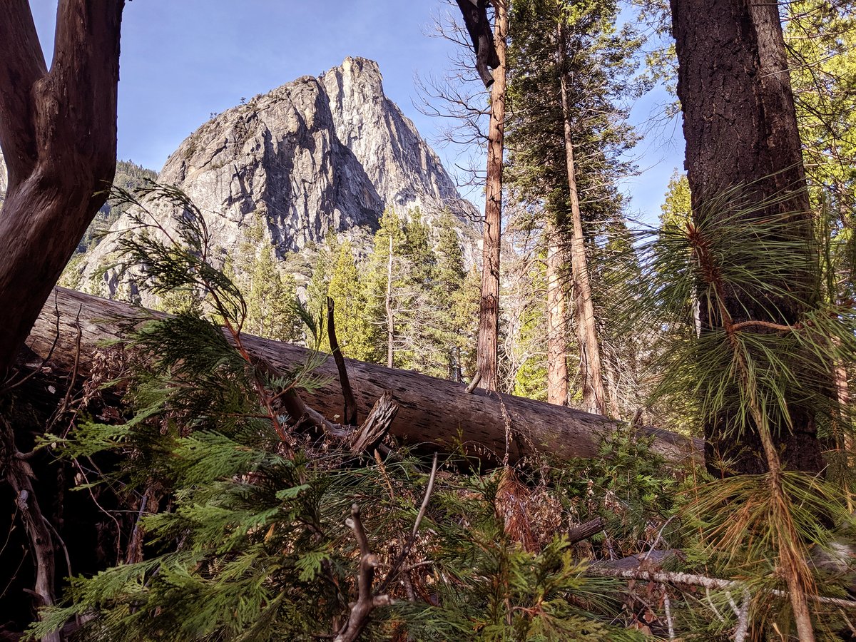 A granite formation, the bottom of the Three Brothers, rises above a cluster of trees, seedlings, and a fallen tree trunk.
