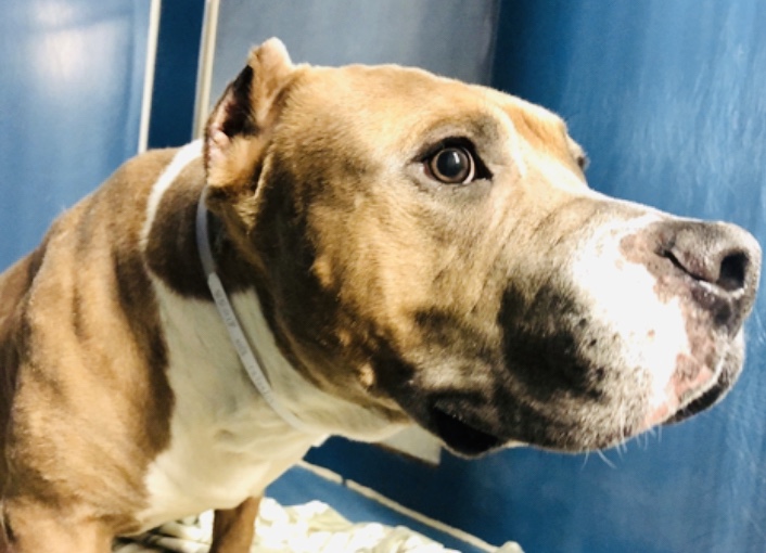 KeithOlbermann's tweet photo. BROOKLYN’S HUMAN DIED. As he was left in a kill shelter he cried and shook. This translates @nycacc to an excuse to kill Tuesday for “high stress response.” Great with dogs, kids, save Brooklyn #85018 with pledges via @TomJumboGrumbo PLEASE RT BROOKLYN! https://t.co/rJDLYTRZI0 https://t.co/1FKmWSp8M3
