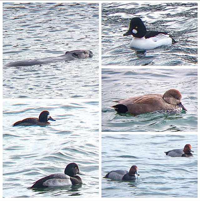 Ontario Place bird notes #23 | Mostly a winter duck edition - gadwalls, goldeneyes, greater scaups, redheads, long-tailed ducks, mallards, common and red-breasted mergansers, and what appeared to be an Iceland gull. Also a beaver which swam right by the path.