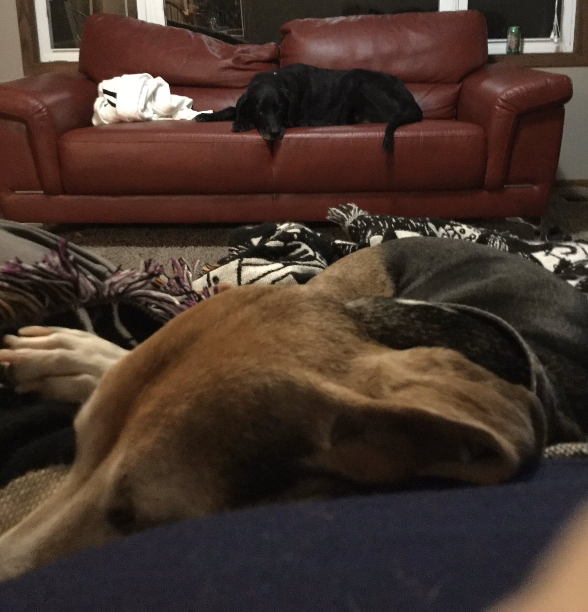 kip2malu's tweet photo. Even Sable and Austin’s naps are in synch, they are tuckered out from running in the snow.#AustinDog #SableDog #seniorpup #Beagle @beaglefacts https://t.co/TPsJv5UFno