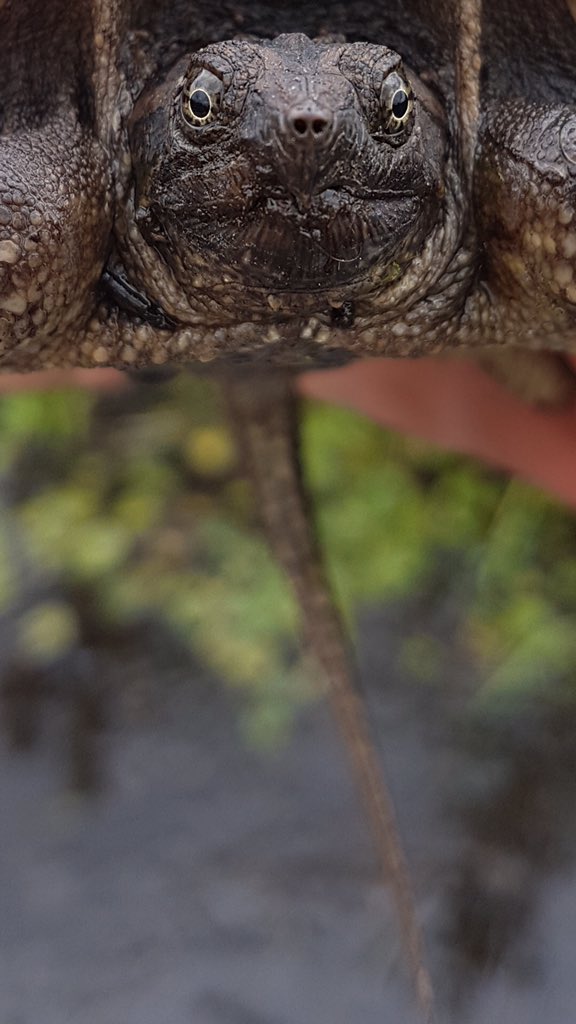 OntarioTurtleCC's tweet photo. For #snappersunday we are throwing it back to one very cute Snapping turtle (Chelydra serpentina) found by our field team this past summer!
#fieldworkfinds #ontarioturtles https://t.co/h2nzPSLOVA