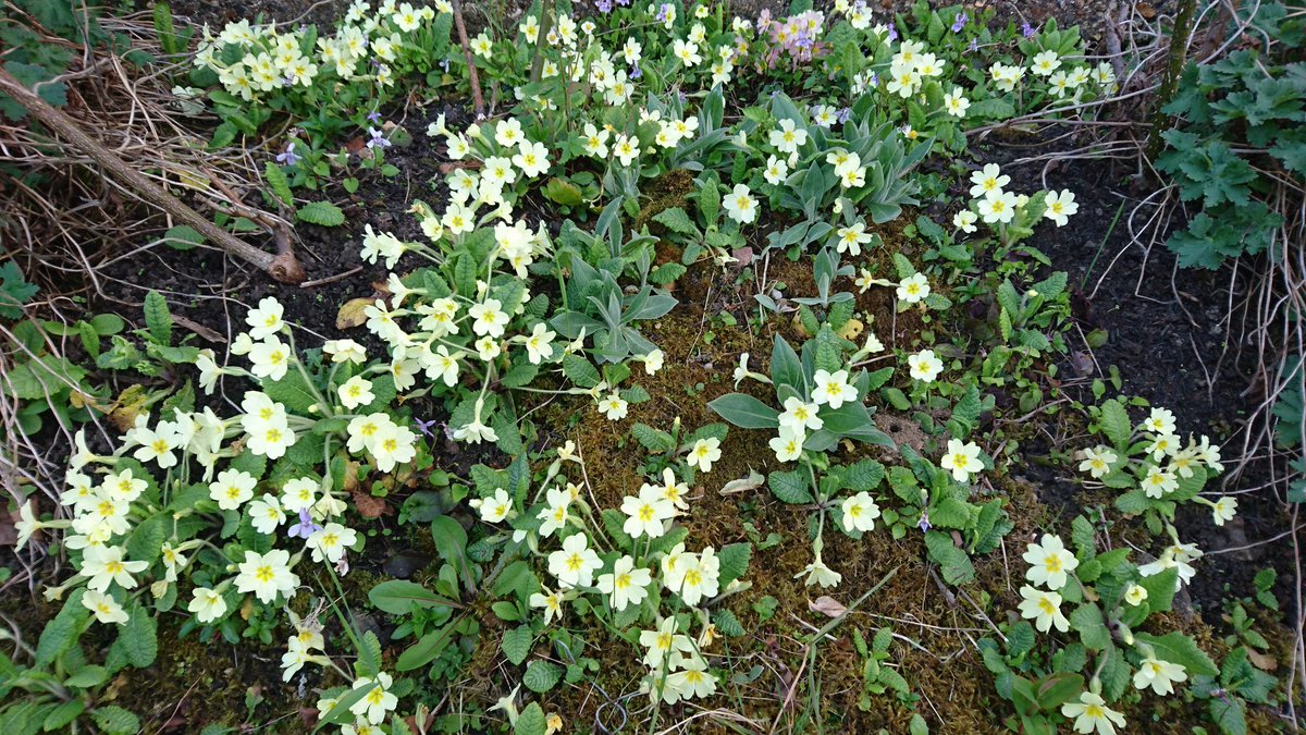 1966Persia's tweet photo. #wildflowerhour
Some #winterjoys 😊 https://t.co/c9GAT6qEPI