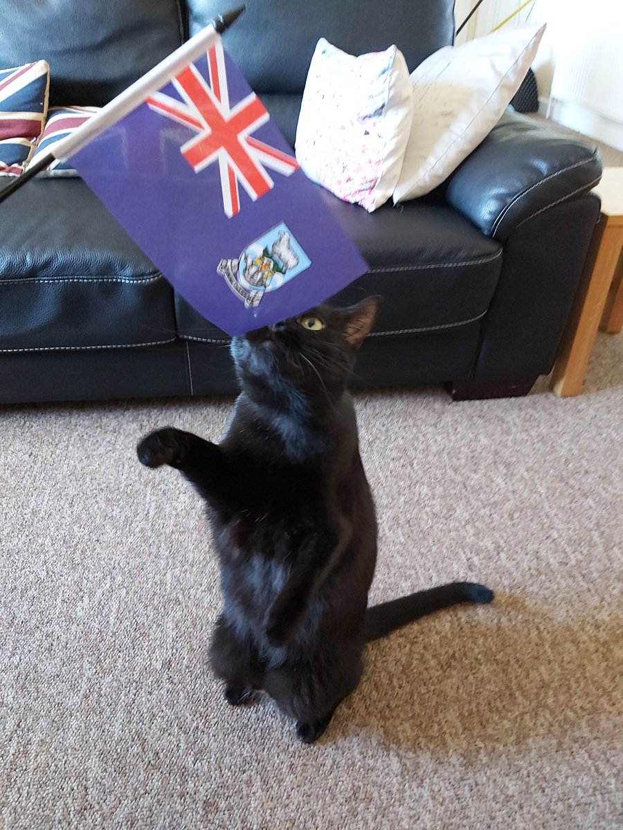 rosierolls's tweet photo. Mum says now I'm a big kitty (almost 2 years old) I can help more with the twitter account and @TreasuryMog says I can be an #ambassacat ! Very excited for my first grown up job! Luna x #FalklandIslands https://t.co/txcm7begeJ