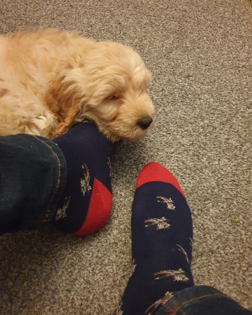 damothebutcher's tweet photo. I think my wee pal is a bit tired
#cockapoopuppy #myshadow #smellyfeet #ducksocks https://t.co/4Q4kZDlYmI
