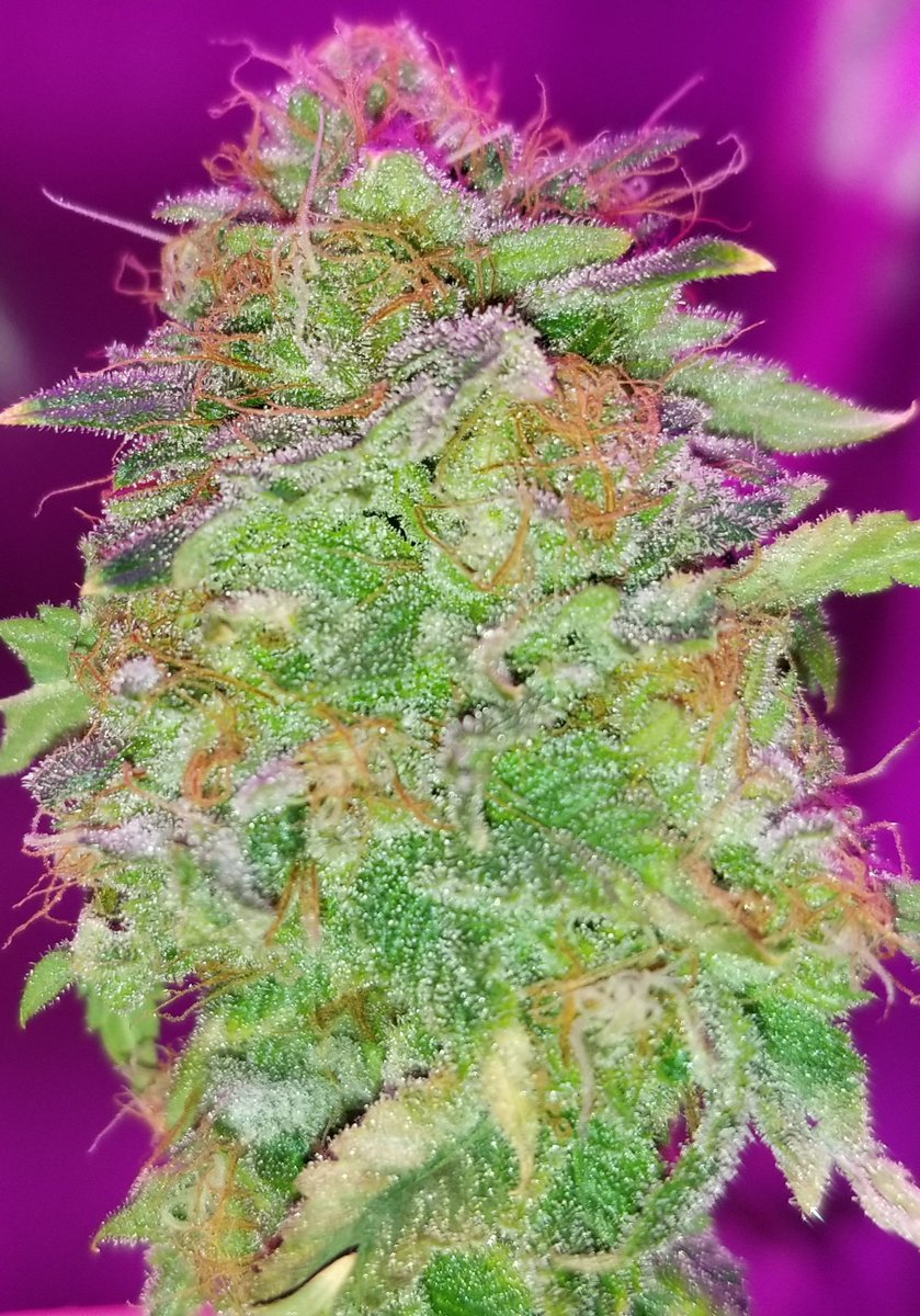 SeedBankME's tweet photo. "Phoenix3" cultivar phenotype from AC/DC.. almost ready for harvest.
#Cannabis #Phoenix3 https://t.co/15gykz0Xkq