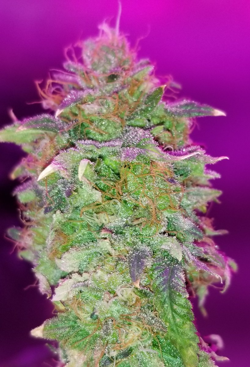 SeedBankME's tweet photo. "Phoenix3" cultivar phenotype from AC/DC.. almost ready for harvest.
#Cannabis #Phoenix3 https://t.co/15gykz0Xkq