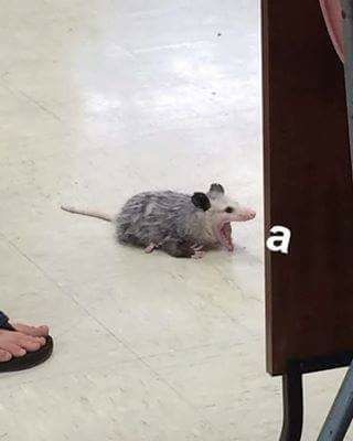 certfiedGremlin's tweet photo. https://t.co/s5ihhNIQxc