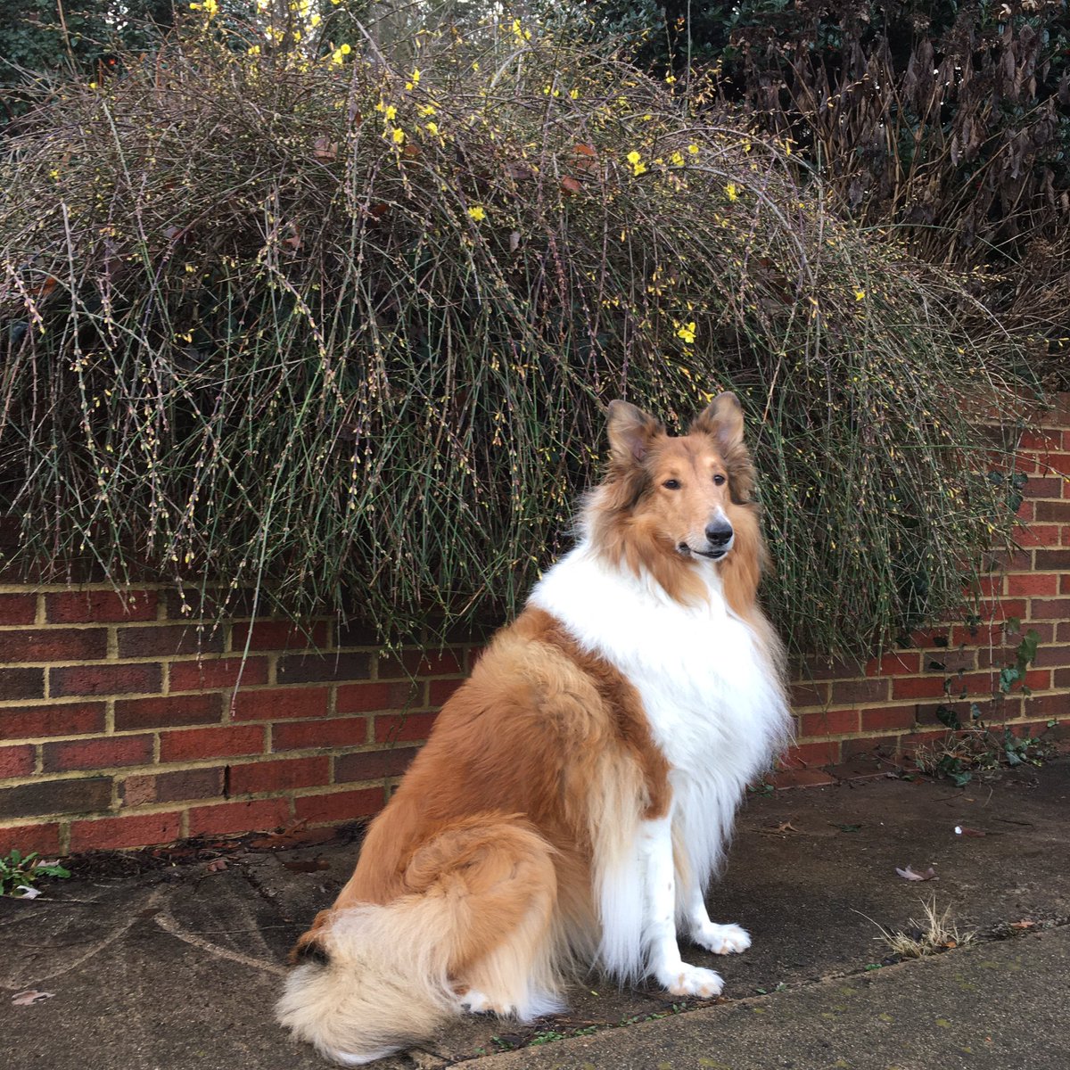 CollieCrusader's tweet image. 💛 🌼 🐝  We’re having a #falsespring with delightful temps!   This #springinjanuary is causing the #forsythia to bloom. Even the bee 🐝 is buzzing around the #yellowflowers 🌼
🌼 🐝 💛
#roughcollie #collieflower #collie  #dogsandflowers #springinwinter #earlyspring