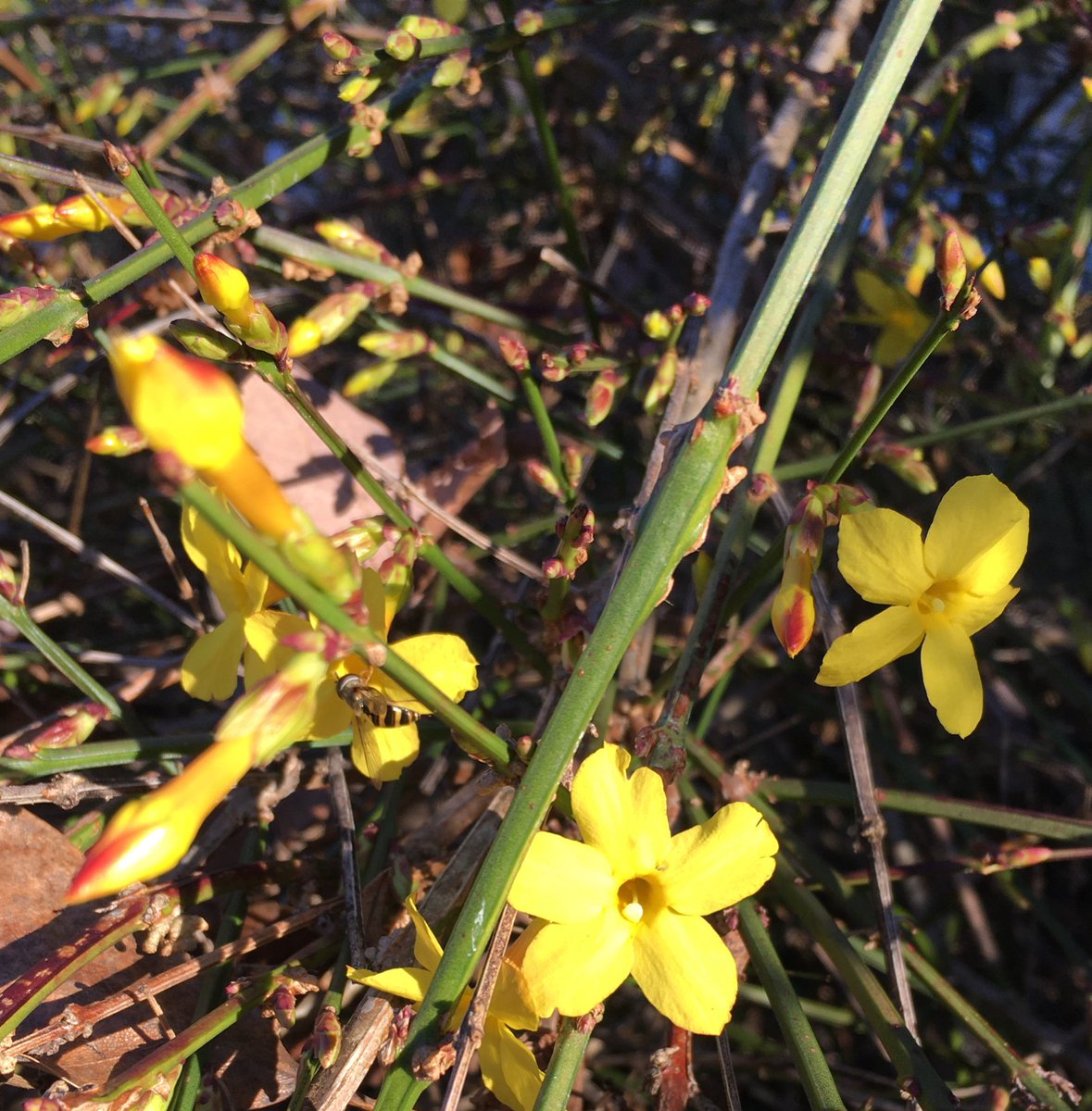 CollieCrusader's tweet image. 💛 🌼 🐝  We’re having a #falsespring with delightful temps!   This #springinjanuary is causing the #forsythia to bloom. Even the bee 🐝 is buzzing around the #yellowflowers 🌼
🌼 🐝 💛
#roughcollie #collieflower #collie  #dogsandflowers #springinwinter #earlyspring