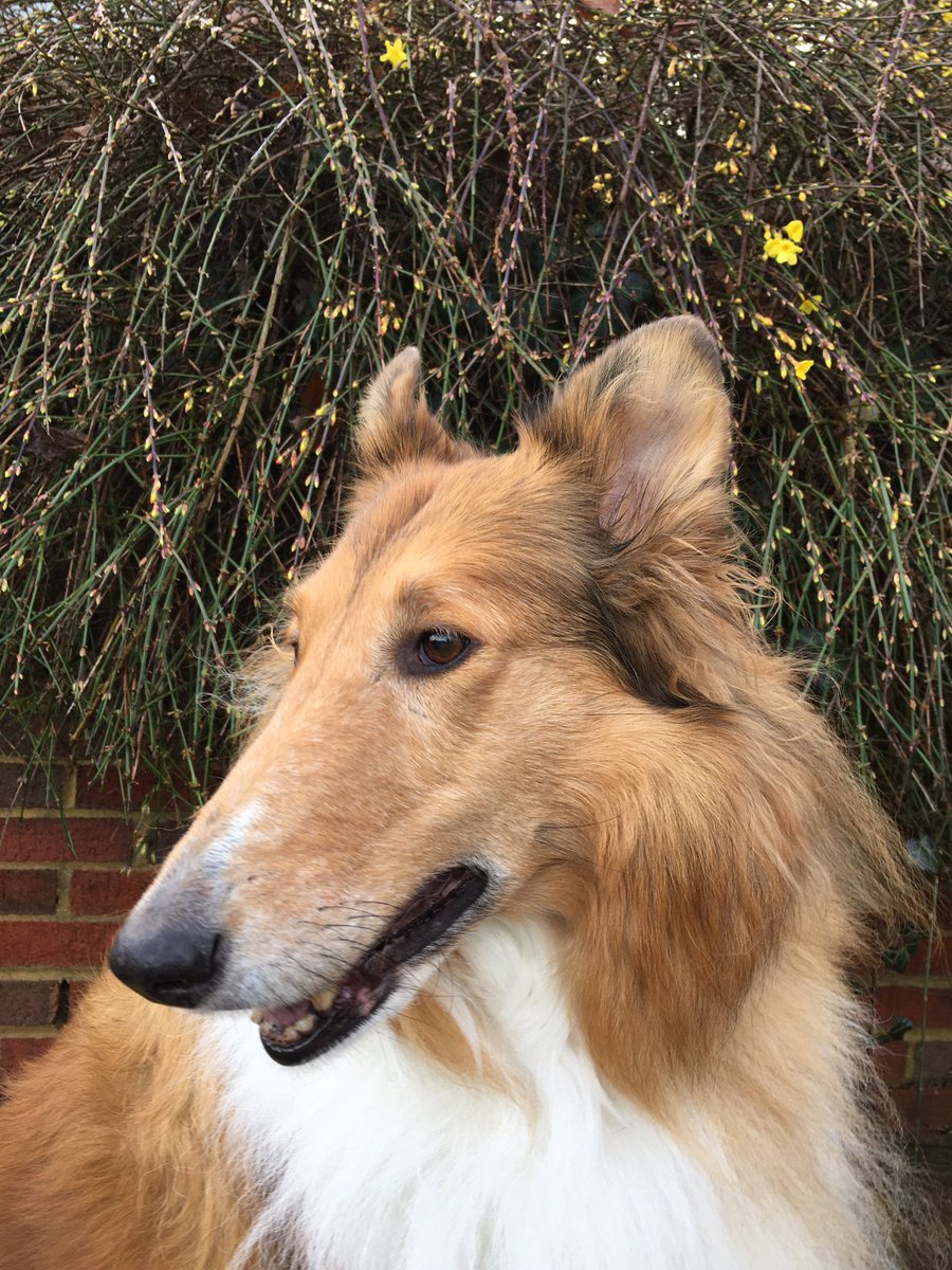 CollieCrusader's tweet image. 💛 🌼 🐝  We’re having a #falsespring with delightful temps!   This #springinjanuary is causing the #forsythia to bloom. Even the bee 🐝 is buzzing around the #yellowflowers 🌼
🌼 🐝 💛
#roughcollie #collieflower #collie  #dogsandflowers #springinwinter #earlyspring