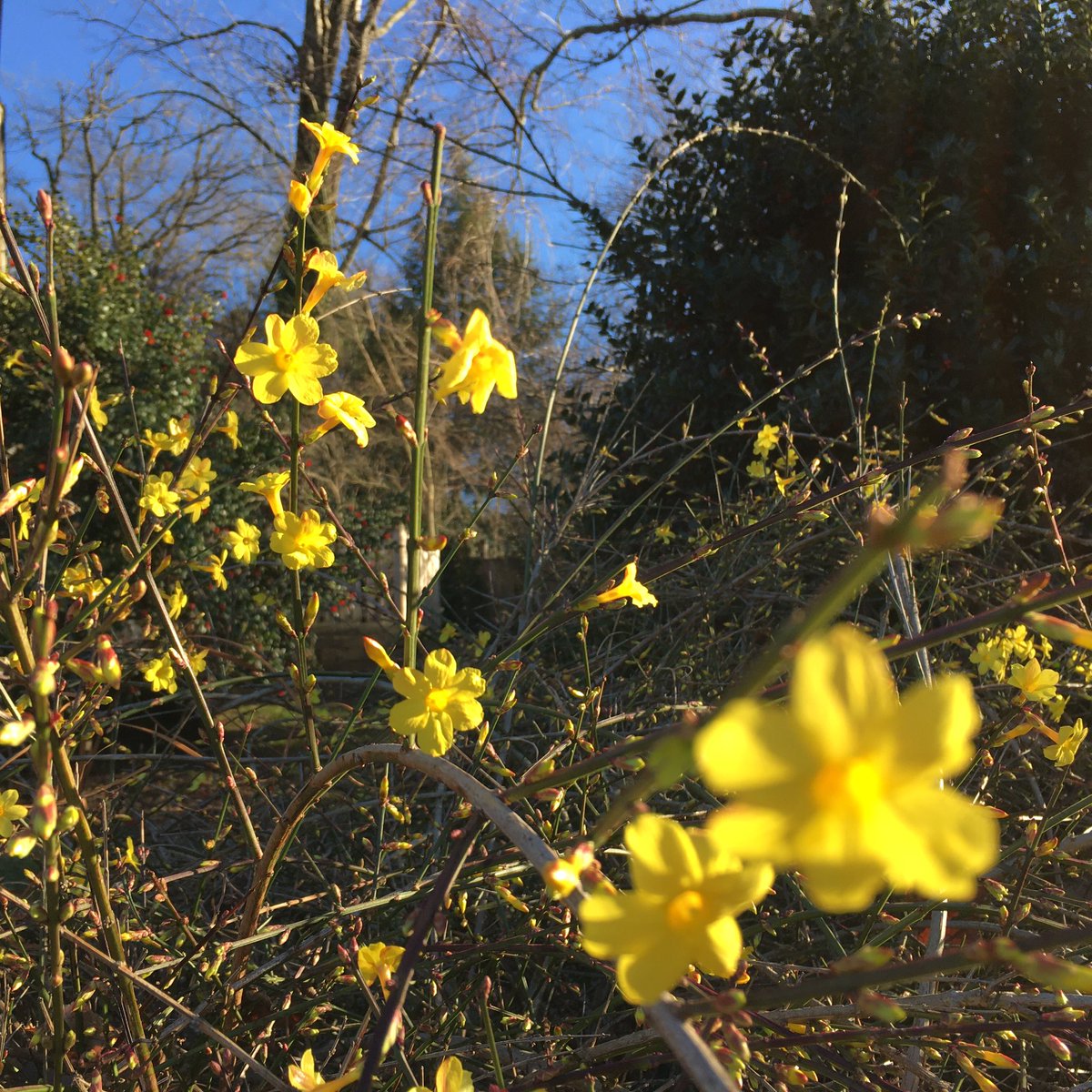 CollieCrusader's tweet image. 💛 🌼 🐝  We’re having a #falsespring with delightful temps!   This #springinjanuary is causing the #forsythia to bloom. Even the bee 🐝 is buzzing around the #yellowflowers 🌼
🌼 🐝 💛
#roughcollie #collieflower #collie  #dogsandflowers #springinwinter #earlyspring
