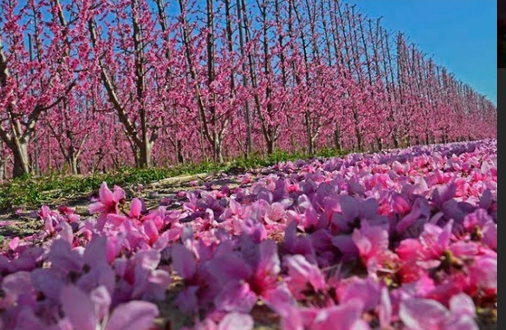 JuananSalmeron's tweet photo. Se acerca la época de floración en Cieza (Murcia).

Así de bonitos son los paisajes en esa época https://t.co/ZS15DdKBSf