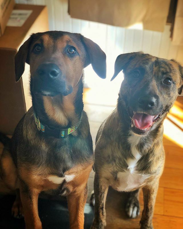 kdowney357's tweet photo. I think Sven is smitten with Bella. They may be dating now 😍

#sven #datingdog  #happydog #rescuedog #dog #dogs #happydog #dogsofinstagram #quitefetchingllc https://t.co/i6niZF8CE1