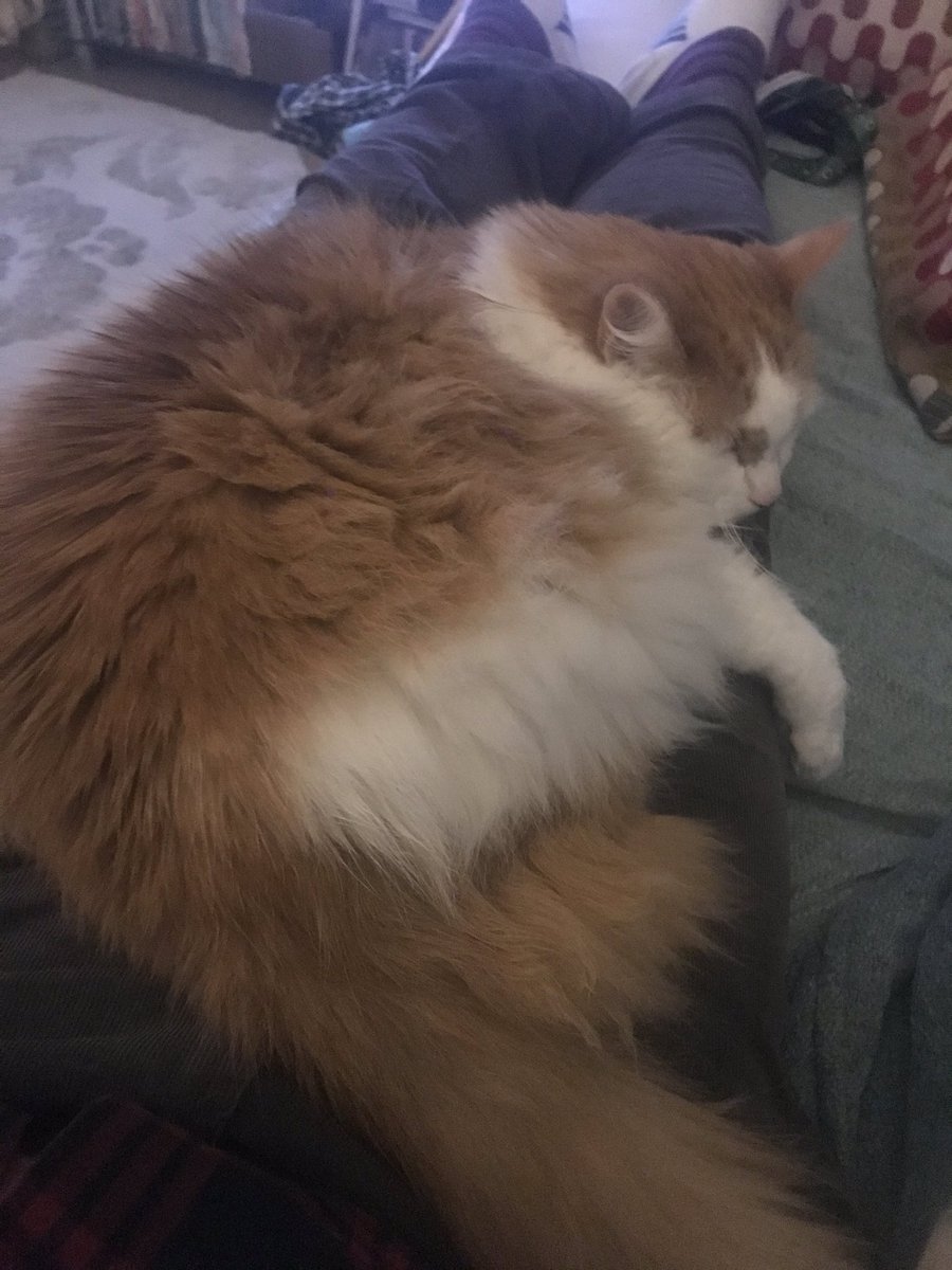 Poplifer73's tweet image. Someone’s comfy.
Monkey cat.
#Cat #CatsOfCheshire #CheshireCat