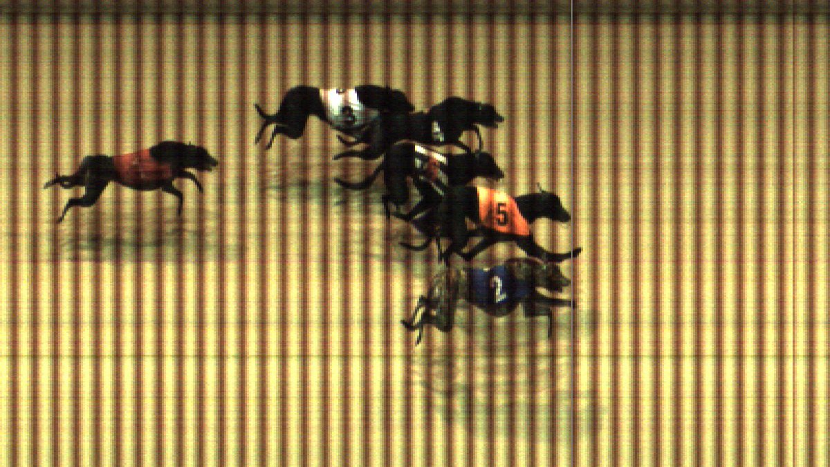 SunderlandDogs's tweet photo. #PhotoFinishChallenge Sunderland, Race 4 - Wed 8th Jan #Declared @GBGBStaff @Kinsley_Dogs @NewcastleDogs @perrybarrdogs @pborogreyhounds @OwlertonStadium @bellevuestadium https://t.co/6HnFMmFlti