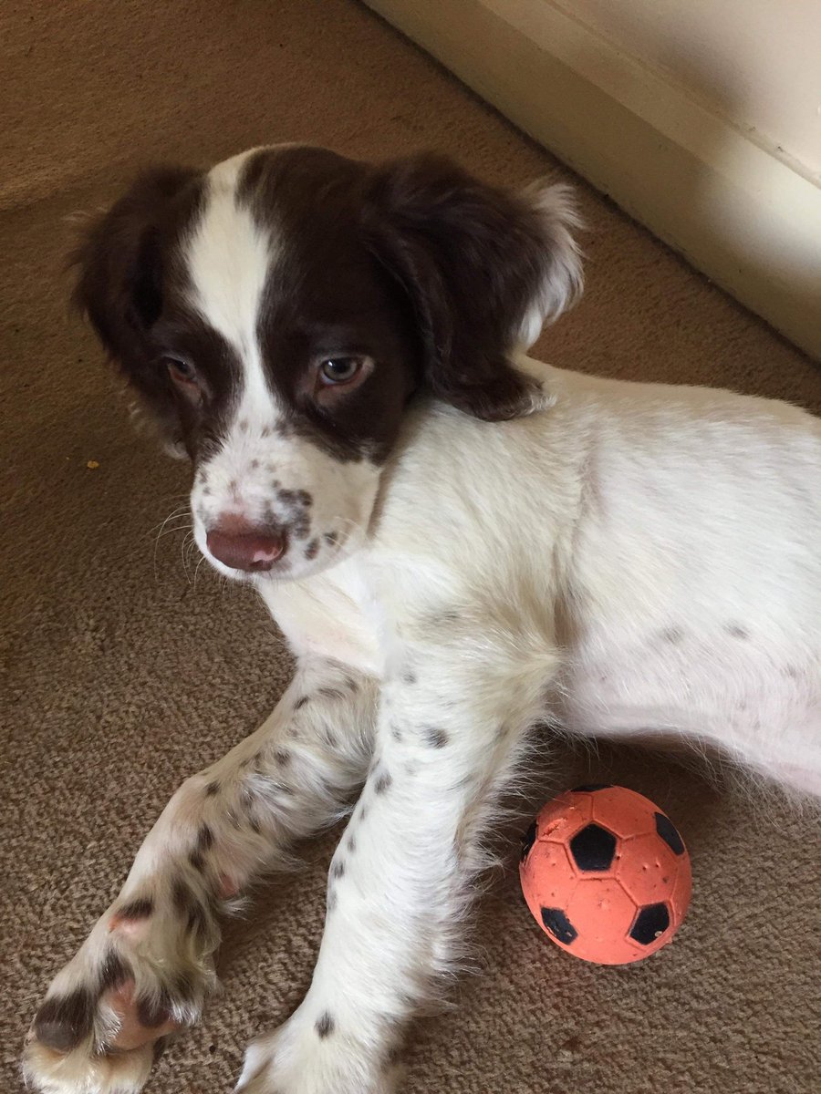 daveed1973's tweet photo. 🐶⚽️#finton https://t.co/vUWsq13FO8