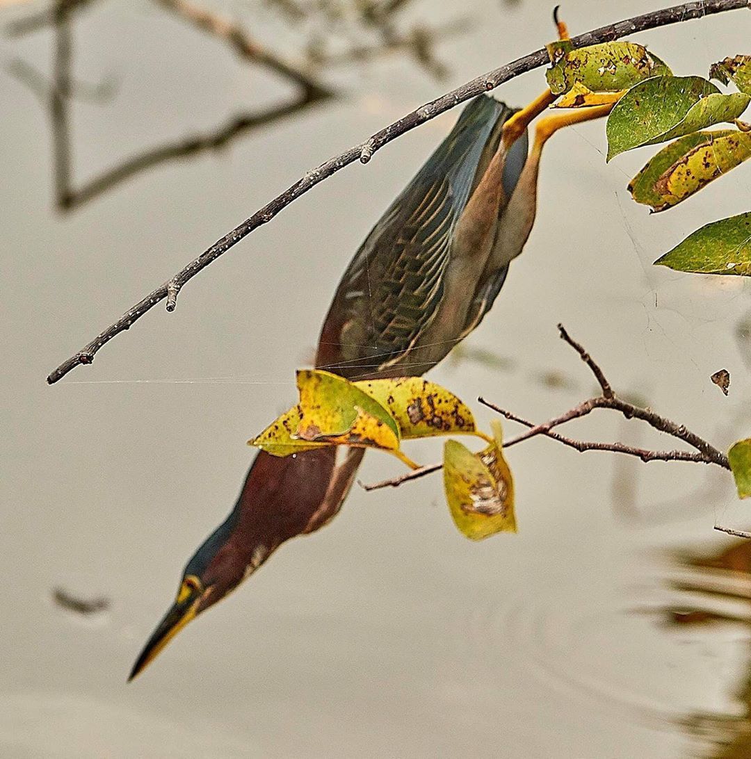 IsolatedOutdoor's tweet photo. Go for the kill! 👏 
#goforthekill #birds https://t.co/VkRthPUR21