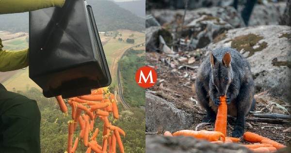Milenio's tweet image. Desde el cielo lanzan verdura a animales sobrevivientes de incendios en #Australia mile.io/2tRh9Vm