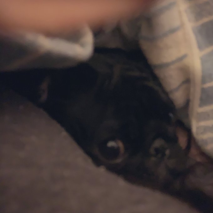 成人の皆様、おめでとうございます。  おはよ。 寒かったーー🐶 これからわたしはもっかいpug美と寝まーす🙋&zwj;♀️ https://t.co/7yumhKz1Sv<a href="/tag/%E3%83%91%E3%82%B0"class="tags"><span>#パグ</span></a>