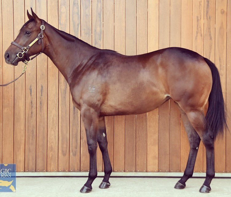 Levi_MKavRacing's tweet photo. Welcome to the stable #Sooboog filly ๐ด @RedbankNorth @magicmillions #MMGC2020 https://t.co/7IczJq5Gnm
